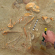 A monkey skeleton found at a pet cemetery at the port city of Berenice in Egypt.